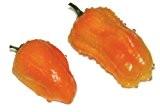 Habanero Chili orange - sehr scharf - 20 Samen