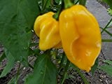 Habanero Gelb (Eine der schärfsten Chilis der Welt) 10 Samen