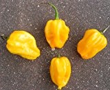 Habanero Gelb (Eine der schärfsten Chilis der Welt) 20 Samen