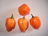 Habanero Orange 10 Samen (Extrem scharfe Chili)