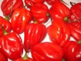 Habanero Red (Eine der schärfsten Chilis der Welt) 10 Samen