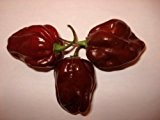 Habanero Samen (Freie Farbwahl-rot,braun,gelb,orange und weiss) (Zählen zu den schärfsten Chilis der Welt) 10 Samen (Braun)