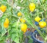 Habanero Scotch Bonnet gelb - gelbe Früchte - 50 Samen - Capsicum chinense