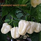 HABANERO WHITE GIANT -HABANERO ROYAL GOLD