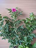 Hagebutte Rosa rugosa 30 - 40 cm hoch im 3 Liter Pflanzcontainer