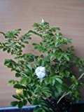 Hagebutte Rosa rugosa Alba 40 cm hoch im 3 Liter Pflanzcontainer
