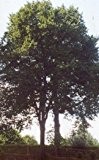 Hainbuche ** Carpinus betulus ** (50 Stück Hainbuche 3j. 1+2 150-180 cm , 80601 Norddeutsches Tiefland)