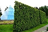 Hainbuchenhecke Containerware 60-80 cm hoch im Rabatt-Paket - Carpinus betulus floranza® 100 Stück