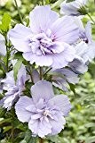 Halbgefüllter Garten-Eibisch / Hibiskus `Blue Chiffon´® Größe 3,4-L-Topf, 30-40 cm Pflanzenhöhe
