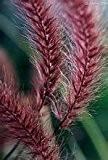 Half-hardy Perennial setaceum 'Feuerwerk' Fountain Seeds, 50 Samen / Pack, beobachten Pennisetum Gras Bonsai
