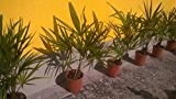 Hanfpalme 80-100cm **Trachycarpus fortunei** ***Winterhart***