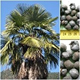 Hanfpalme (Naini) - 10 x Samen -Trachycarpus fortunei (Naini Tal) - extremst frosthart -