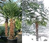 Hanfpalme Trachycarpus fortunei - Hanf Palmen Samen 10 Stück / Pack - Palmensamen - Winterhart bis -17 °C die frosthärteste ...