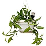 Hängeampel - Echte Vanille Pflanze - Vanilla planifolia - Kletterorchidee
