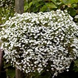 Hängendes Männertreu Weiß 500 Samen (Lobelia Cascade White)