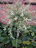 Harlekinweide Salix integra Hakuro Nishiki 60 cm Stammhöhe im 5 Liter Pflanzcontainer
