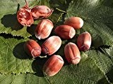 Haselnussbaum Maxima Purpurea LH 150 - 200 cm, Haselnüsse braun, Busch, im Topf, Obstbaum winterhart, Corylus avellana