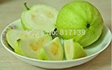 Hausgarten-Anlage 20 Samen brasilianischen Goiaba Guave Weiß Guava Fruchtsamen