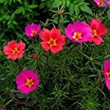 Hausgarten-Mixed Mexican-rose Sun-Anlage Portulaca Moos Rose Portulakröschen Blumensamen 100 Samen / pack