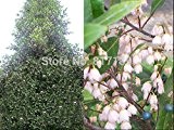 Hausgarten-Werk 3 Samen Echte Elaeocarpus Reticulatus Blueberry Esche Frost Hardy Evergreen Blumensamen