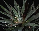 Haworthia margaretifera - Zebra Kaktus - 10 Samen