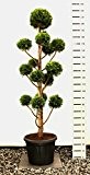 Hecken Formschnitt Gartenbonsai - Chamaecyparis lawsoniana Stardust - Zypresse - 220-230cm Topf 45Ltr.