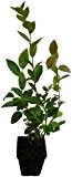 Heidelbeere Pflanze - DARROW - sehr intensives Aroma Gourmet-Sorte