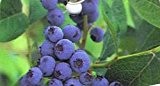 Heidelbeere - Vaccinium corymbosum - Bluecrop - Blaubeere - schneller kräftiger Wuchs, feste aromatische Früchte