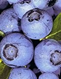 Heidelbeere - Vaccinium corymbosum - Darrow - Blaubeere - amerikanische Sorte, süße Früchte