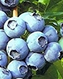 Heidelbeere - Vaccinium corymbosum - Jersey - Blaubeere - mittelgroße Früchte, sehr robust und winterhart