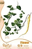 Heirloom chinesischen Dang Shen Dang Shen Kräutersamen, Originalverpackung, 30 Samen / Pack, Radix Codonopsis Chinesische Medizin