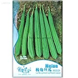 Heirloom Luffa abgewinkelt Loofah Patola Gemüse, Originalverpackung, 10 Samen, essbare Chinese Okra patola Bio-Saatgut IWSB056