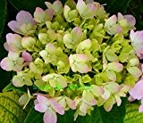 Heiß! 20 Farben 300 Hydrangea Samen / bag Hydrangea Blumensamen vergossen Geranien Balkon Hortensie Innenpflanzensamen