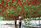 Heiße neue Ankunfts-Verkaufs-Reguläre Samen Sementes De Flores 10pcs 100% echte Frische Seltene Feigenkaktus Fruchtsamen