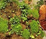 Heiße Selling Chrysalidocarpus Lutescens Samen Conifer Bonsai sät DIY Hausgarten 5pcs / bag Anlagen für Hausgarten