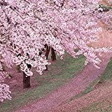 Heiße Verkauf 10 Stück japanischen Sakura-Samen orientalische Kirschblüten Samen Bonsai Pflanzen für Haus & Garten