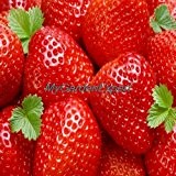 Heiße verkaufen100pcs große rote Erdbeere Samen Bonsai Balkon Fruchtsamen-DIY Hausgarten