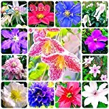 Heiße verkaufen50pcs / lot Mix Schöne Clematis Samen Bonsai Blumensamen-DIY Hausgarten-Easy Grow Jardin Pflanze Kostenloser Versand