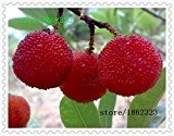 Heiße Verkaufs-Samen arbutus bayberry Familie Topfgarten Himbeersamen gepflanzt Obstbäume 10 / Paket