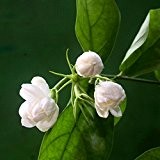 Heiße weiße Jasmin-Blumensamen Duftpflanzen arabische Jasmin Samen Bonsai Topfpflanzen für Heim & Garten 20 PC / bag