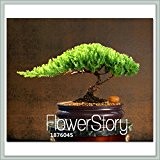 Heißer Verkauf! 10 Stücke / Los Wacholder Bonsai-Baum Topfblumen Büro Bonsai reinigen die Luft absorbieren schädliche Gase, # LILOMH