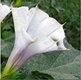 Heißer Verkaufs-14 Kategorien Datura Blumensamen Balkonpflanze Topf Bonsai Samen Garten mit angenehmen Geruch Blumen Samen 100PCS