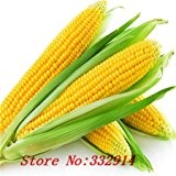 Heißer Verkaufs-20 8 Arten von Mais Rare Seeds Sweet Corn Frische Bio-Heirloom Gemüsesamen Frucht Corn BLUE GIANT C ERDBEERE POPCO