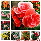 Heißer Verkaufs-2016 20 Farben Rare Begonia Samen Blumensamen 50pc / pack Bonsai Samen für Heim & Garten