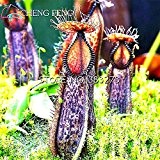 Heißer Verkaufs-30 PC viel Nepenthes Pflanzensamen Bonsai Samen Fliegenfänger Fleisch fressende Bonsai Startseite Kaktus-Garten Samen Perennial Grow Box *