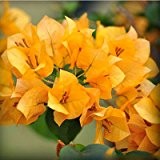 Heißer Verkaufs-9 Arten von Farben Bougainvillea spectabilis Willd kann sein wählen Perennial Bonsai-Pflanzen-Blume Bougainvillea Seed 120PCS