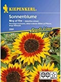 Helianthus annuus Sonnenblume Ring of Fire gelb mit rotem Ring verzweigt