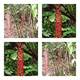 Heliconia longa - spektakuläre Blüten - 5 Samen - Kübelpflanze - sehr selten !