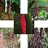 Heliconia Mix - alle spektakuläre Blüten - 5 Arten !!- Kübelpflanzen - sehr selten !