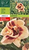Hemerocallis double- Taglilie Auspicious (1)